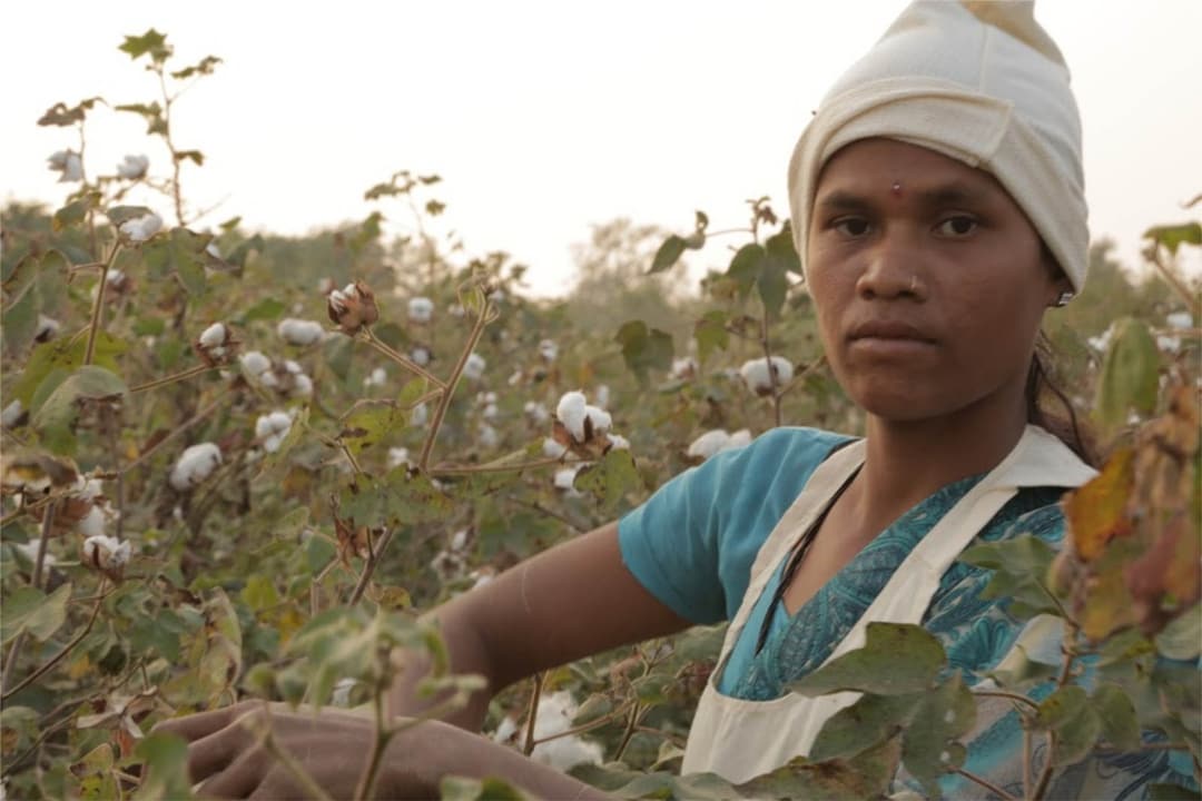 2.7 Million Cotton Farmers Grow Nearly a Quarter of Global Cotton