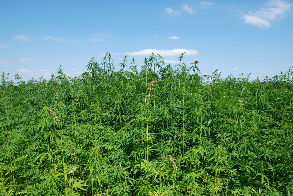 HEMP: GREEN GOLD?