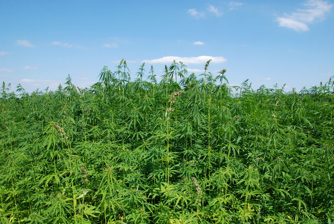 HEMP: GREEN GOLD?