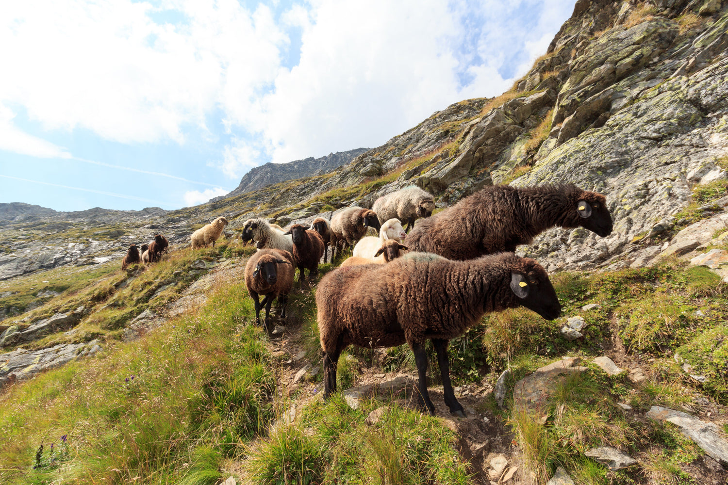 Sustainable Wool